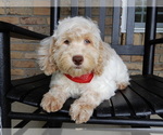 Small #4 Cockapoo