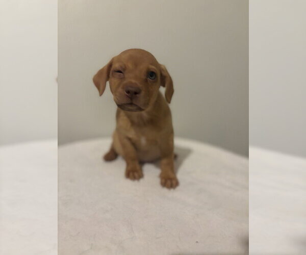 Medium Photo #2 Chihuahua-Unknown Mix Puppy For Sale in Studio City, CA, USA