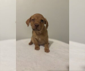 Buck #5799 - Male Chihuahua-Unknown Mix Dog for Adoption - Photo #2