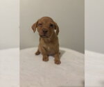 Small Photo #2 Chihuahua-Unknown Mix Puppy For Sale in Studio City, CA, USA