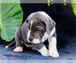 Small #14 Great Dane