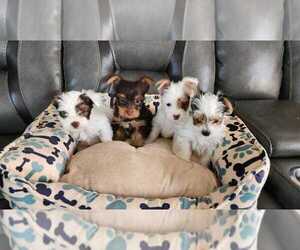 Yorkshire Terrier Litter for sale in BAKERSFIELD, CA, USA