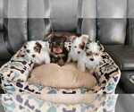 Small Photo #1 Yorkshire Terrier Puppy For Sale in BAKERSFIELD, CA, USA