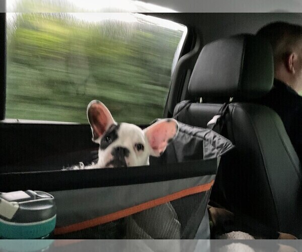 Medium Photo #2 French Bulldog Puppy For Sale in BEDFORD, VA, USA