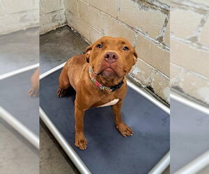 Mutt Dogs for adoption in Easton, MD, USA