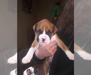 Boxer Dog for Adoption in ELGIN, Minnesota USA