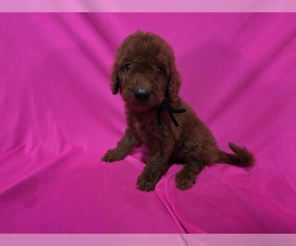 Medium Photo #1 Goldendoodle Puppy For Sale in DUBLIN, TX, USA