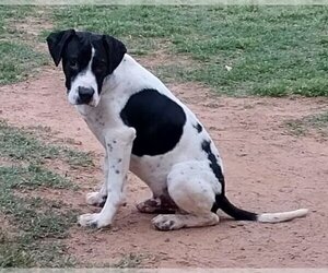 Pointer-Unknown Mix Dogs for adoption in Mooresville, NC, USA