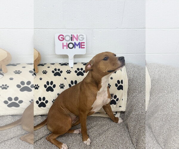 Medium Photo #4 American Pit Bull Terrier-Unknown Mix Puppy For Sale in York, SC, USA