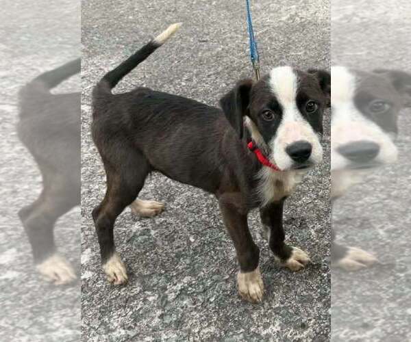 Medium Photo #2 Boxer-Unknown Mix Puppy For Sale in Aurora, IN, USA