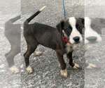 Small Photo #2 Boxer-Unknown Mix Puppy For Sale in Aurora, IN, USA