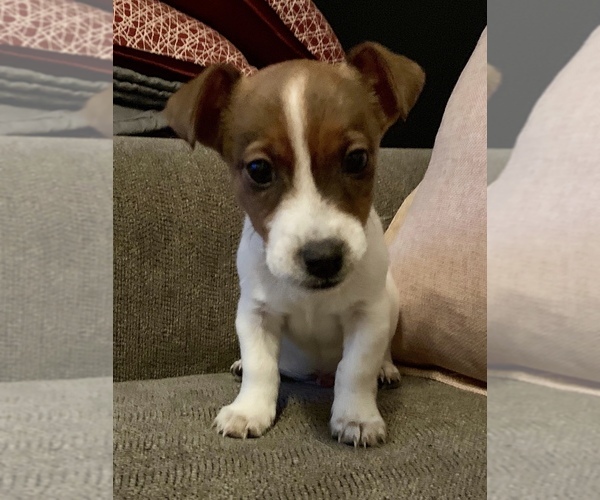 Medium Photo #1 Jack Russell Terrier Puppy For Sale in GLENDALE, NY, USA