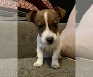 Jack Russell Terrier Puppy for sale in GLENDALE, NY, USA