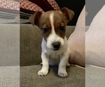 Small Photo #1 Jack Russell Terrier Puppy For Sale in GLENDALE, NY, USA