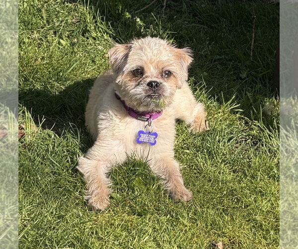 Medium Photo #3 Brussels Griffon-Unknown Mix Puppy For Sale in Oak Bluffs, MA, USA