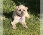 Small #2 Brussels Griffon Mix