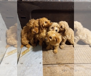 Goldendoodle (Miniature) Puppy for sale in HINCKLEY, MN, USA