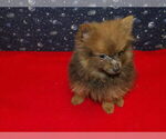 Small #4 Pomeranian