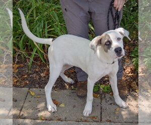 Wiggles - Male Labrador Retriever-Unknown Mix Dog for Adoption - Photo #3