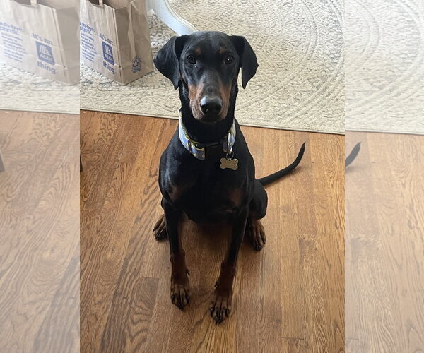Medium Photo #17 Doberman Pinscher Puppy For Sale in Minneaoplis, MN, USA