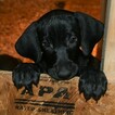 Small Photo #7 Vizsla-Weimaraner Mix Puppy For Sale in MILLBROOK, AL, USA