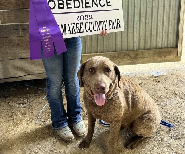 Medium Photo #1 Chesapeake Bay Retriever Puppy For Sale in WAUKON, IA, USA