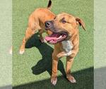Small #3 American Pit Bull Terrier Mix
