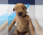 Puppy 2 Golden Retriever