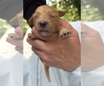 Small Photo #68 Cavapoo Puppy For Sale in PENSACOLA, FL, USA