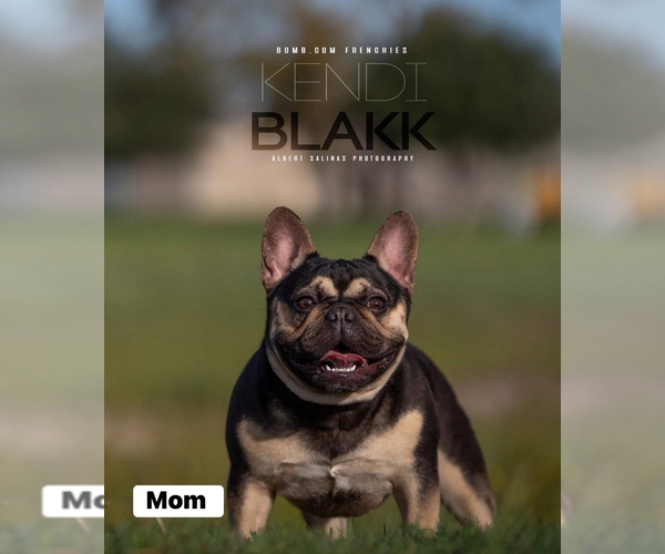 Medium Photo #1 French Bulldog Puppy For Sale in WEST COLUMBIA, TX, USA