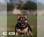 Small Photo #1 French Bulldog Puppy For Sale in WEST COLUMBIA, TX, USA