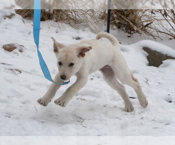 Medium Photo #3 Shepradors Puppy For Sale in Princeton, MN, USA