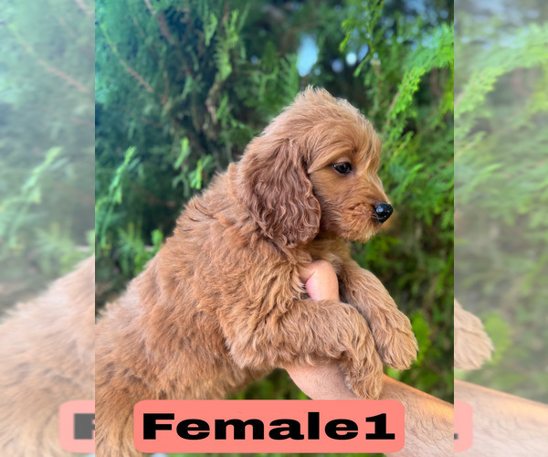 Medium Photo #7 Goldendoodle (Miniature) Puppy For Sale in BAKERSFIELD, CA, USA