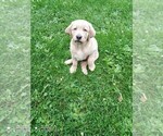 Puppy Cupcake Labrador Retriever