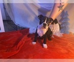 Puppy Nova Boston Terrier