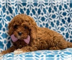 Small Photo #17 Cavapoo-Poodle (Toy) Mix Puppy For Sale in LAKELAND, FL, USA