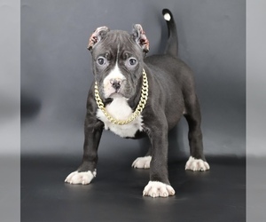 American Bully Puppy for sale in CHAMPAIGN, IL, USA