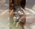 Small #4 Goldendoodle