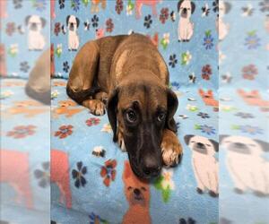 Labrador Retriever-Unknown Mix Dogs for adoption in Grovetown, GA, USA