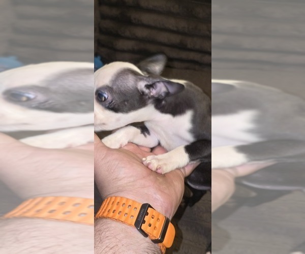 Medium Photo #10 Boston Terrier Puppy For Sale in MITCHELL, IN, USA