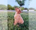 Small Photo #1 Golden Retriever Puppy For Sale in BEALETON, VA, USA