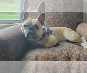 French Bulldog Puppy for sale in EVANS CITY, PA, USA