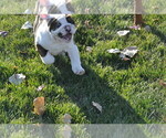 Small Photo #12 English Bulldog Puppy For Sale in NAMPA, ID, USA