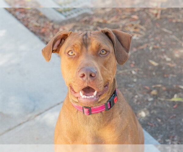 Medium Photo #4 Doberman Pinscher-Unknown Mix Puppy For Sale in Martinez, CA, USA