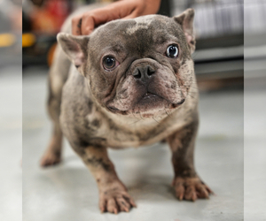 Father of the French Bulldog puppies born on 08/30/2021