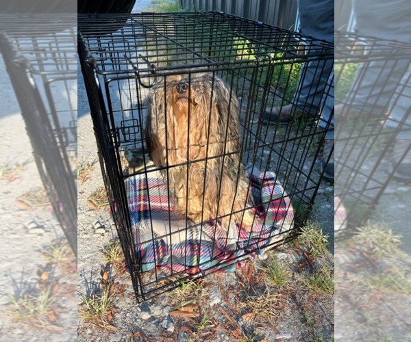 Medium Photo #12 Mutt Puppy For Sale in Arlington, VA, USA