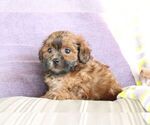 Small #5 ShihPoo