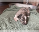 Small Photo #2 Australian Shepherd Puppy For Sale in YADKINVILLE, NC, USA