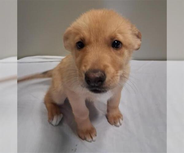 Medium Photo #1 Siberian Husky Puppy For Sale in Bakersfield, CA, USA