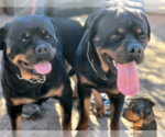 Small Photo #15 Rottweiler Puppy For Sale in WRAY, CO, USA